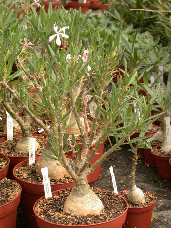 pachypodium succulentum 10