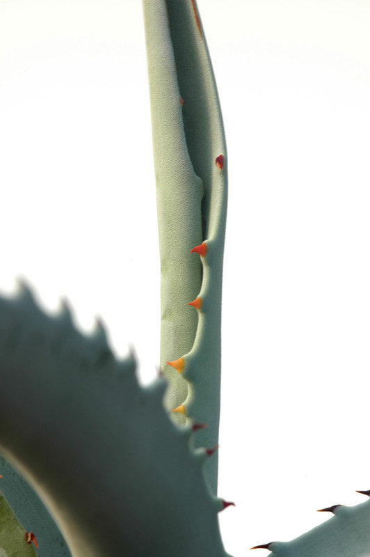 agave cerulata subcerulata 8474