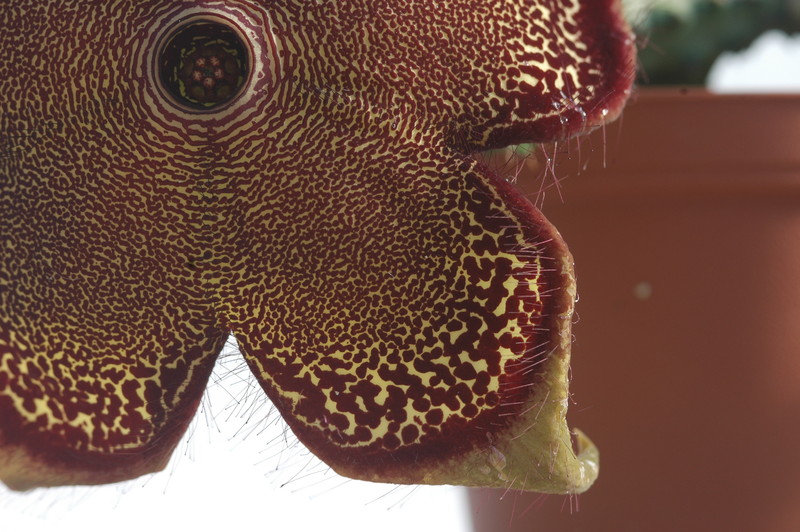 edithcolea grandis 1733