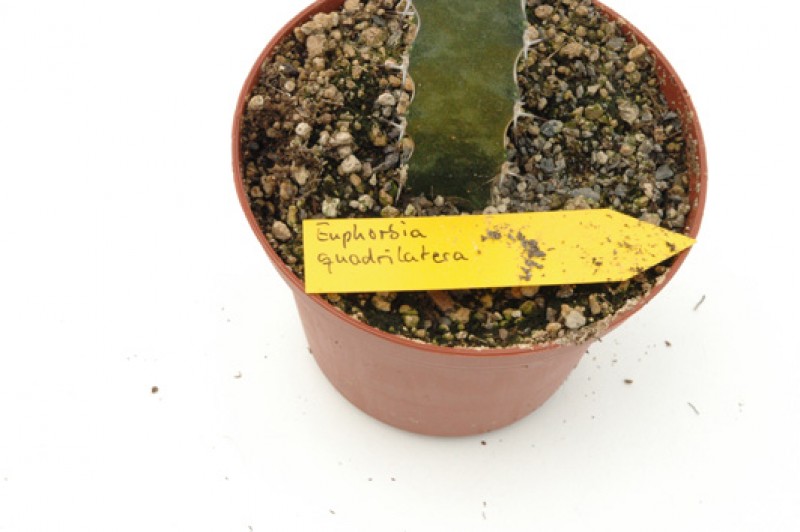 euphorbia quadrilatera 03