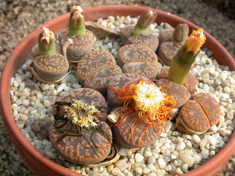 lithops aucampiae kuruman form c11 c173 04