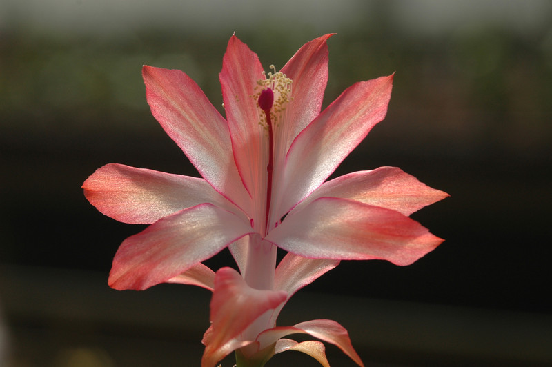 schlumbergera coral cascade 8204