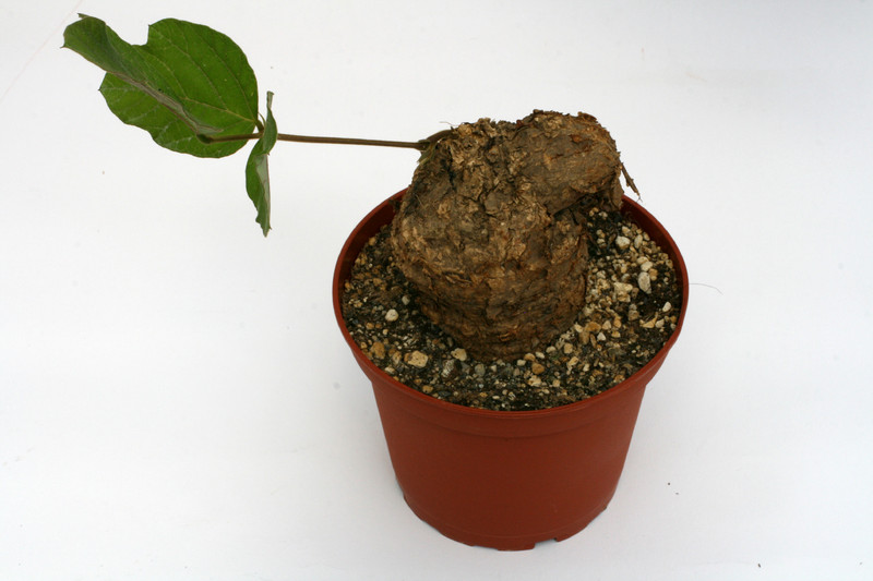 dolichos sp tanzania 2625