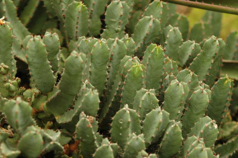 euphorbia resinifera 01