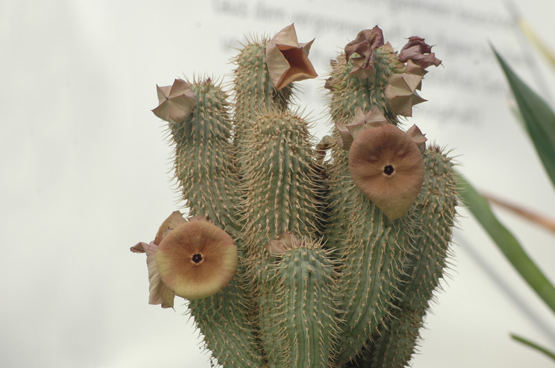 hoodia sp 3