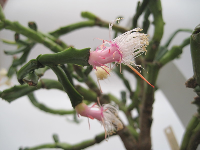 schlumbergera enigma 7733