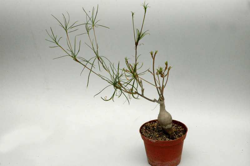 euphorbia hedyotoides 02