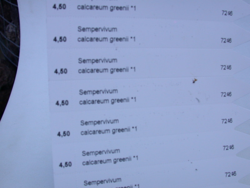 sempervivum calcareum greenii 5772