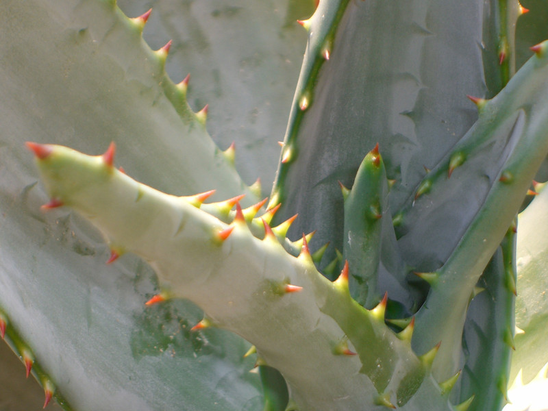 aloe ferox 1899