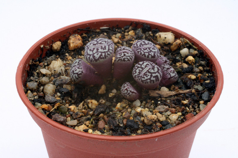 conophytum minimum wittbergense rr714 2789