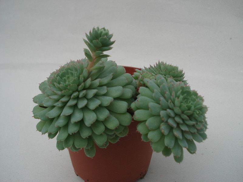 echeveria minima 8330