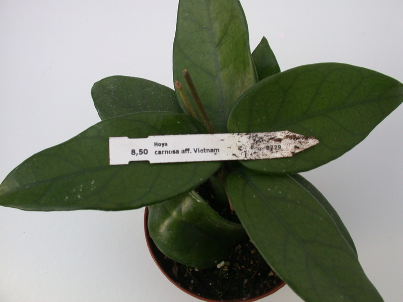 hoya carnosa vietnam 1417