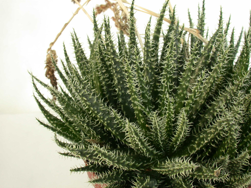 aloe haworthioides 02