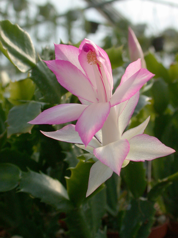 schlumbergera hatherton charm 204