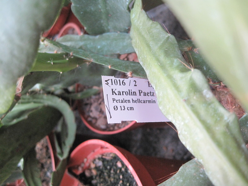 eh karolin paetz 1016 9969
