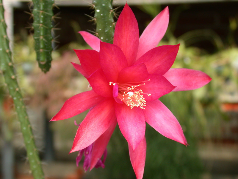 aporocactus glorianna 01