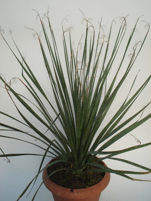 dasylirion cedrosanum 1