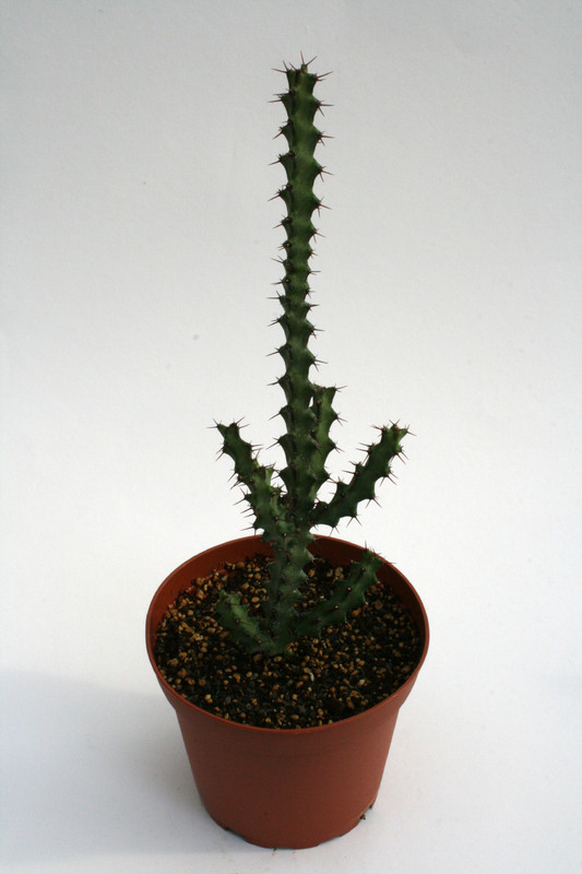 euphorbia angustiflora 6816