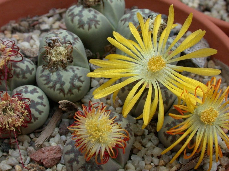 lithops dorotheae 04