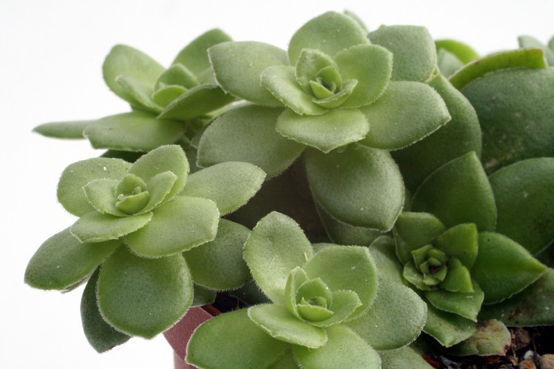 crassula orbicularis 0210