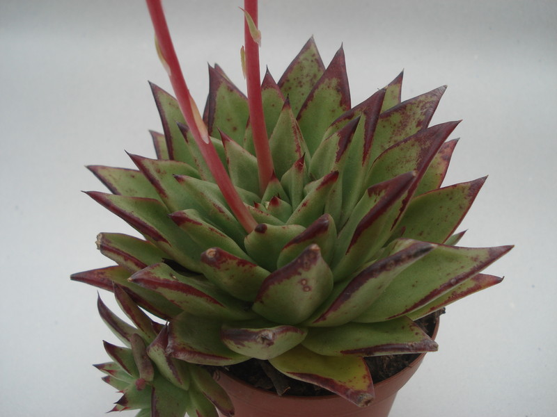 echeveria agavoides lipstick 8350