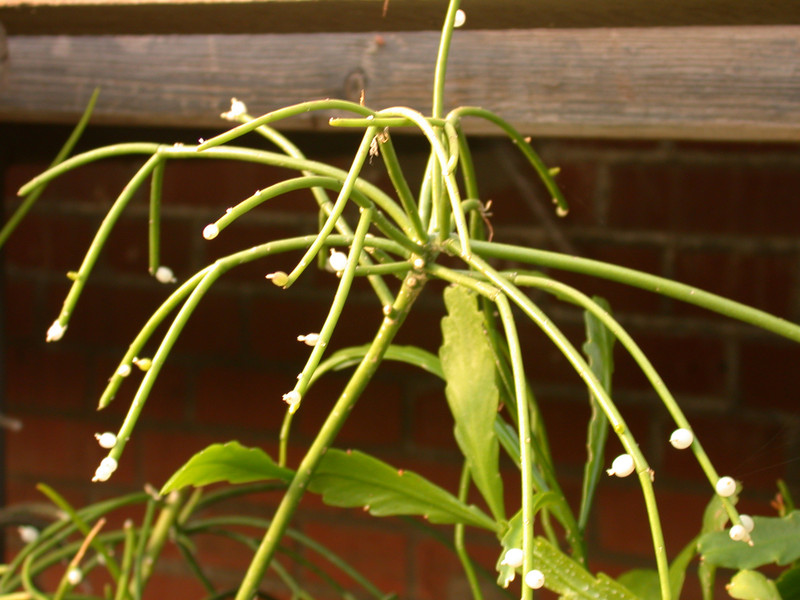 rhipsalis gibberula 01