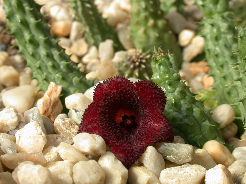 huernia angolensis02