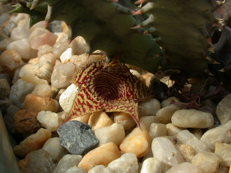 huernia stapelioides d1327 lethlabile 05