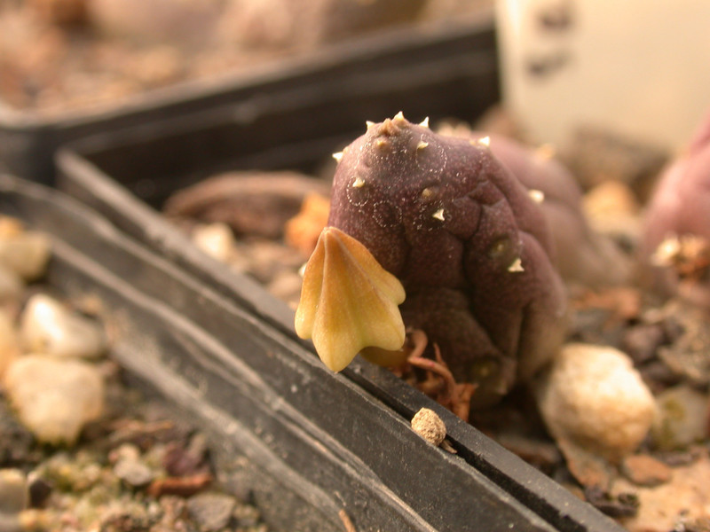 duvalia parviflora karoo 05