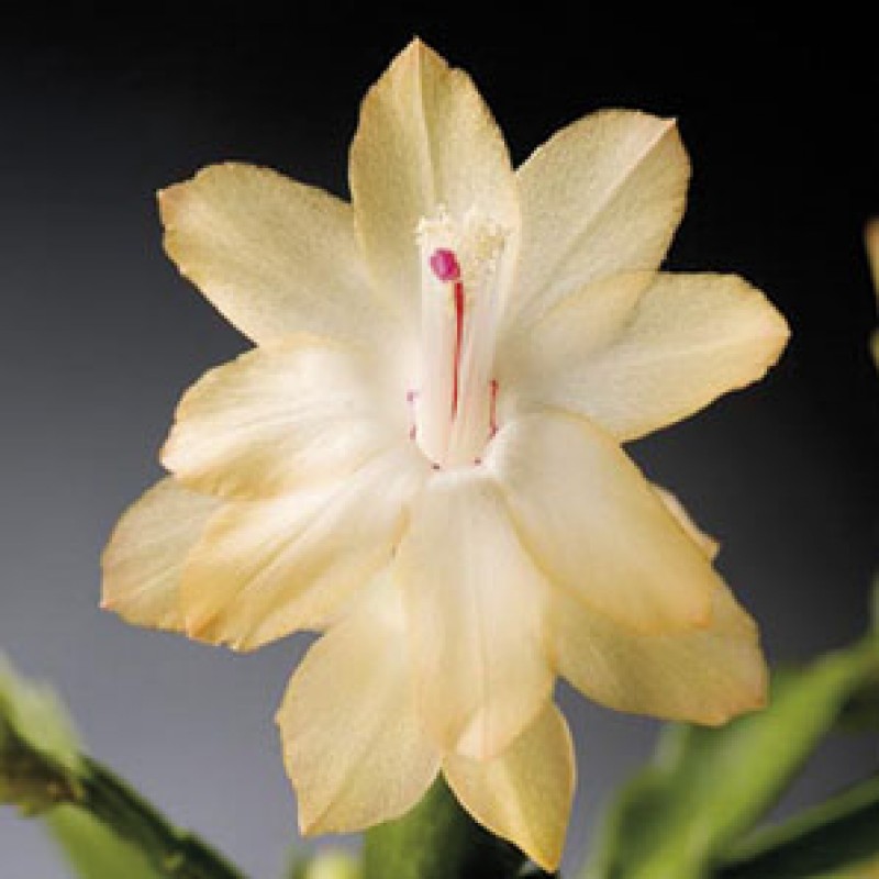 schlumbergera sol dancer 555