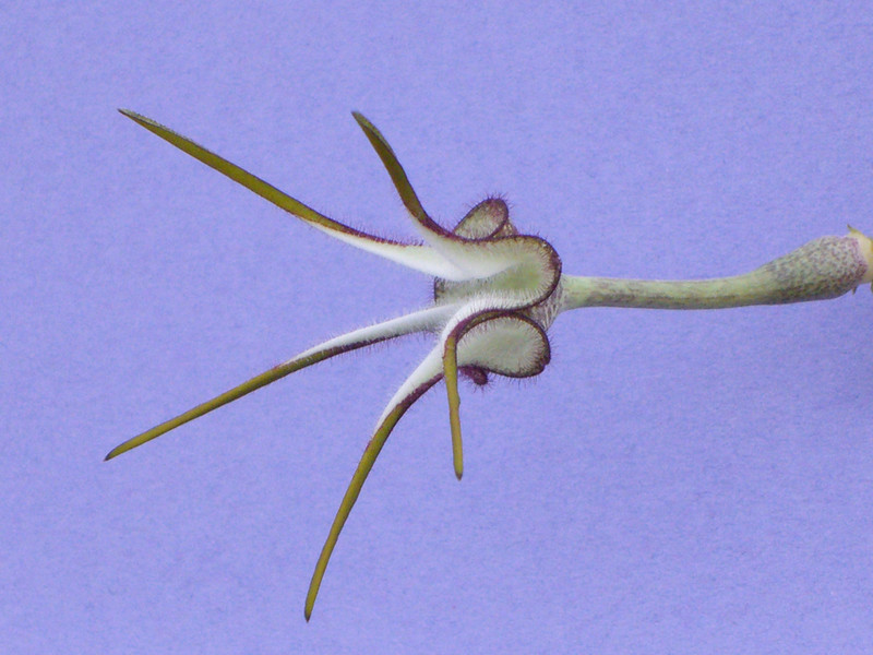 ceropegia stapeliiformis 2232