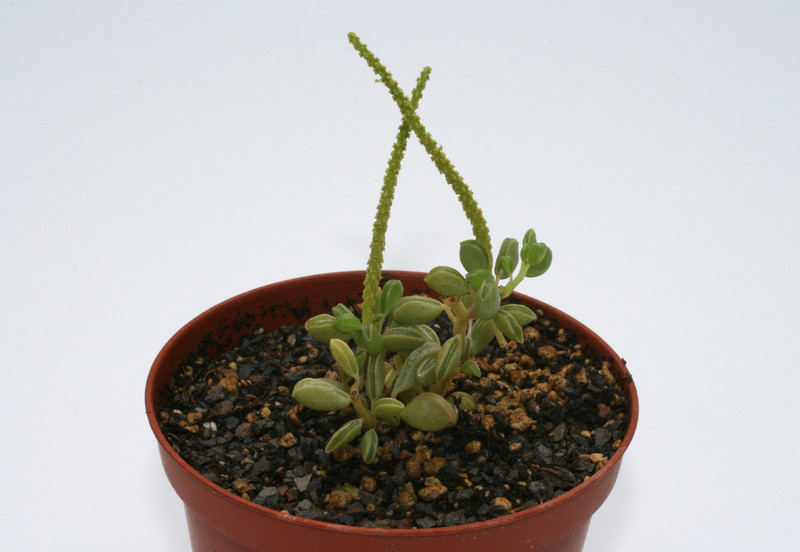peperomia pruinosifolia 9294