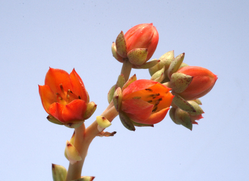 echeveria turgida 7708