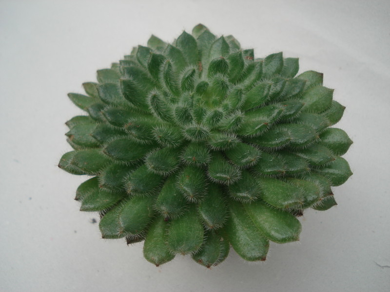 echeveria setosa 8322