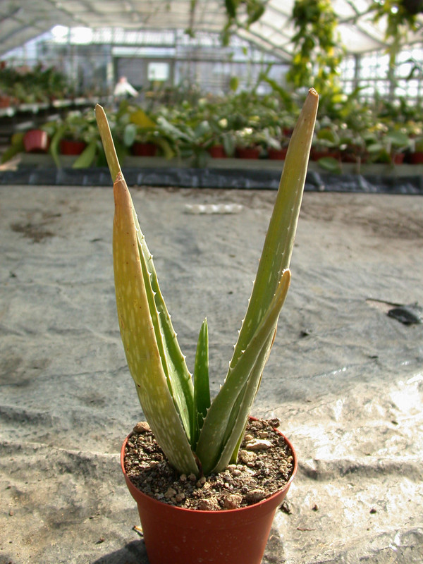 aloe vera 10 1