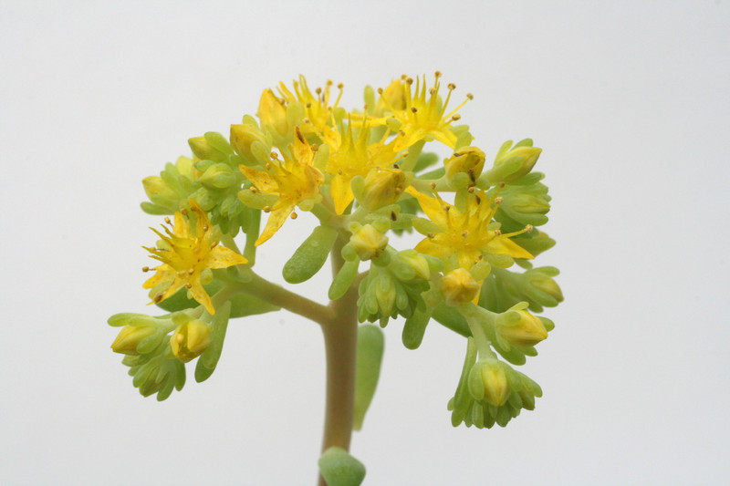 sedum treleasii 6126
