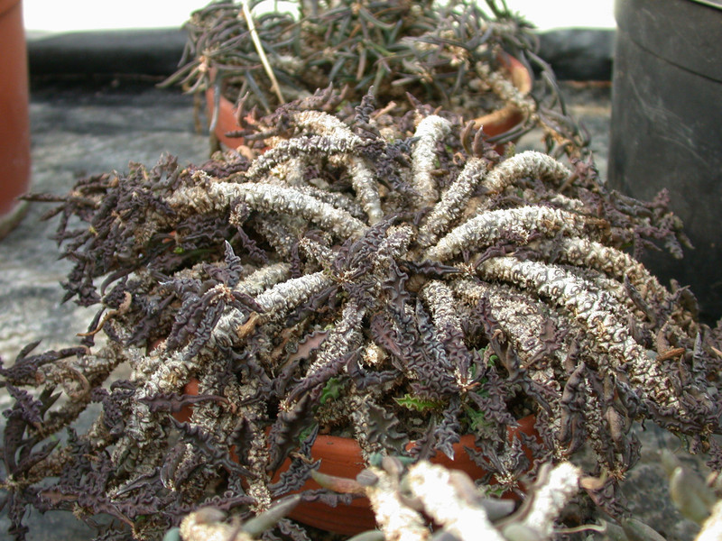 euphorbia decaryi spirosticha2