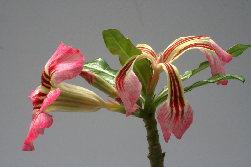adenium cv siam rainbow 9087