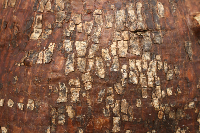 pachypodium bispinosum 3594