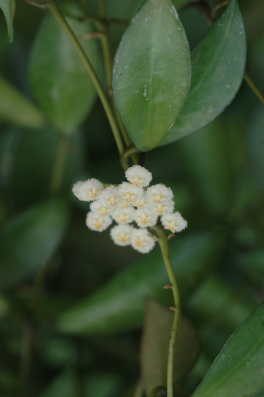 hoya lacunosa ipps4055 6568