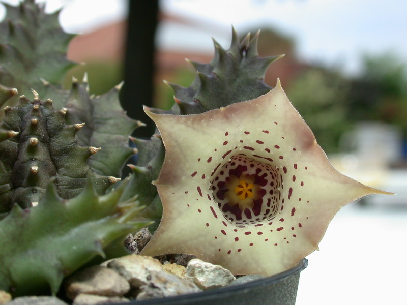 huernia quinta es3326 06