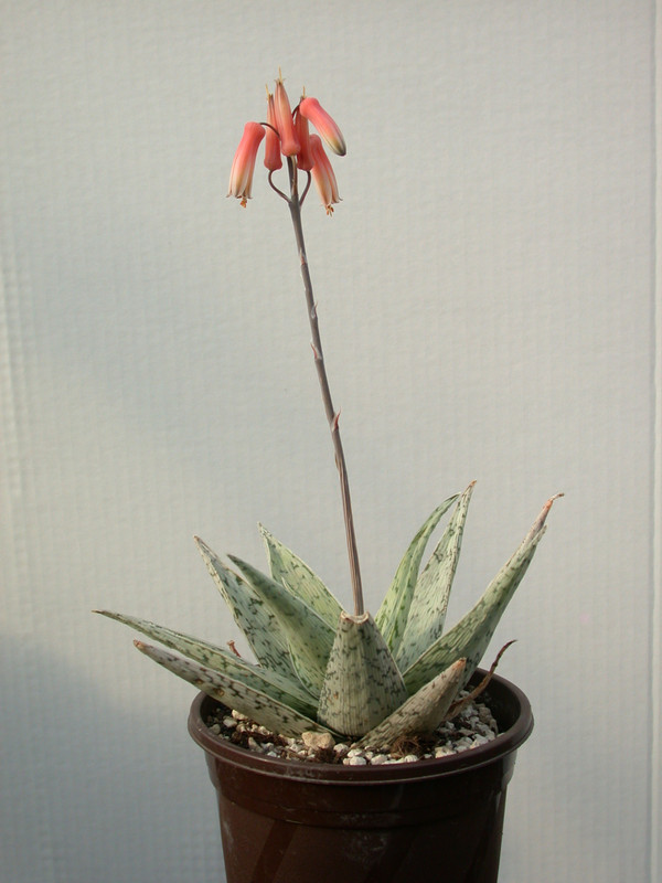 aloe doran black 03