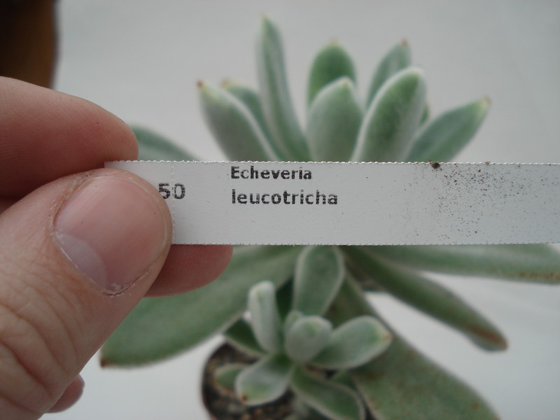 echeveria leucotricha 8318