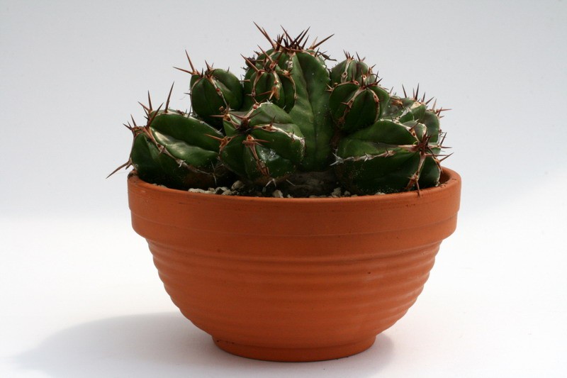 euphorbia fruticosa 9525 sm