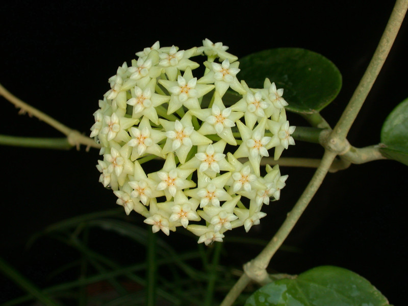 hoya subquintuplinervis chuang mai 01