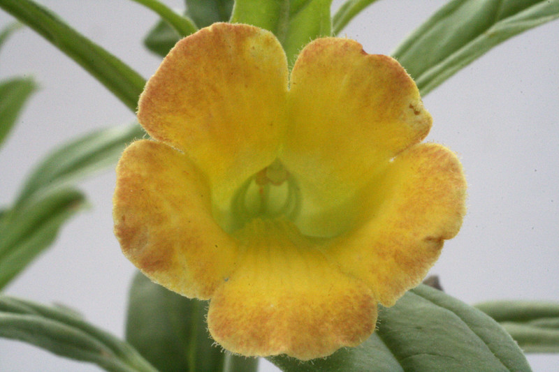 pterodiscus ngamicus rsa pretoria plaas 9959