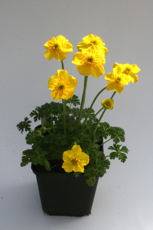trollius pumilus 8562