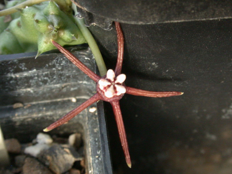 duvalia angustiloba 01