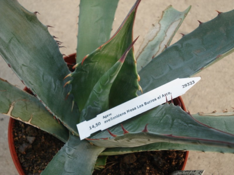 agave avellanidens 4898