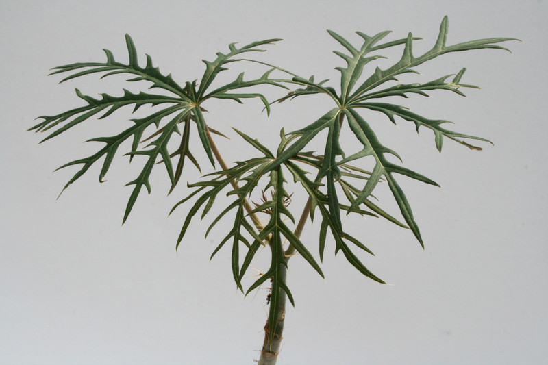 jatropha multifida 7280
